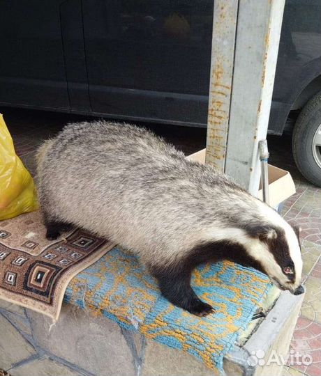 Чучело Барсука