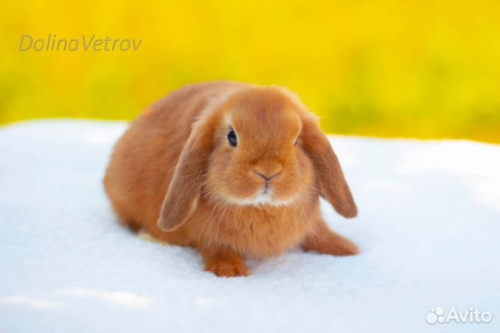 Мальчик минилоп рыжик