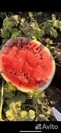 Арбуз оптом