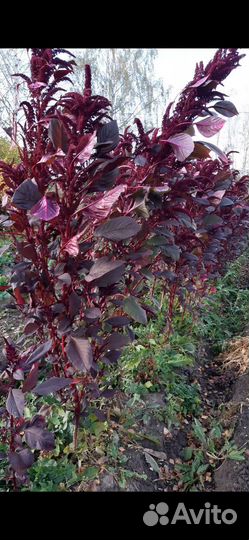 Амарантовый чай