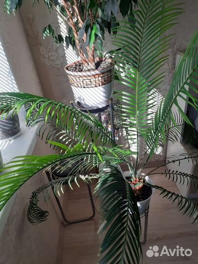 Цикас(саговая пальма)