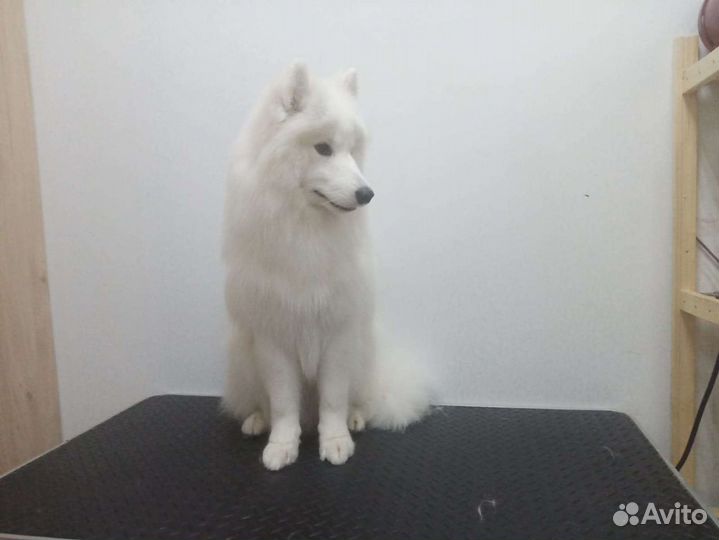 Груминг крупных собак