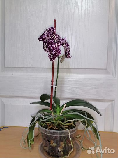 Орхидея фаленопсис цветущий