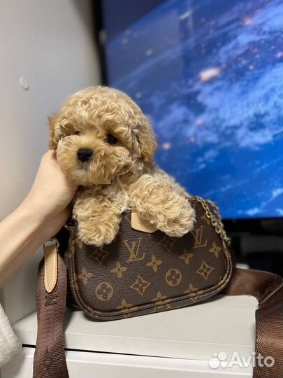 Мальтипу f1 mini тедди