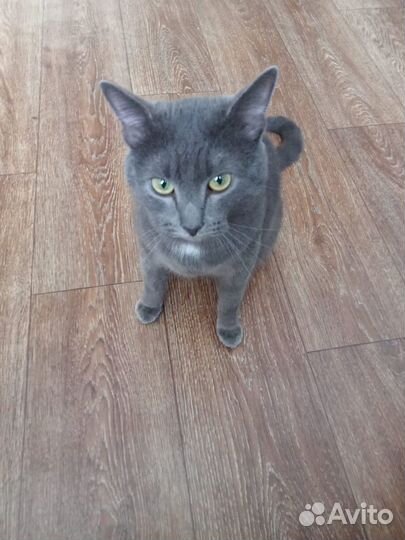 Отдадим котика в хорошие руки