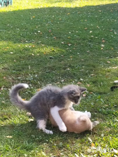 Котята на счастье