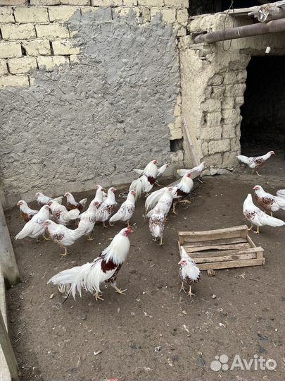 Йокогама куры ия