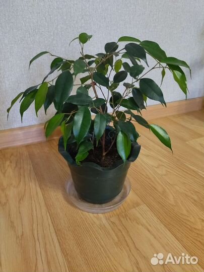 Фикус бенджамина, замиокулькас(долларовое дерево)
