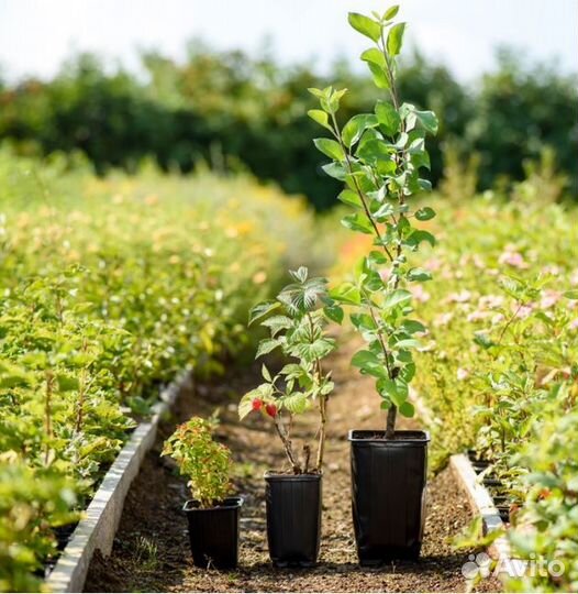 Пузыреплодник Наггет калинолистный - саженцы зкс