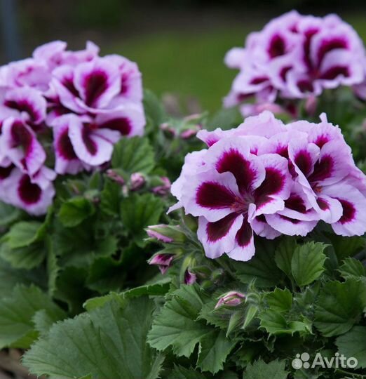 Герань пеларгония королевская