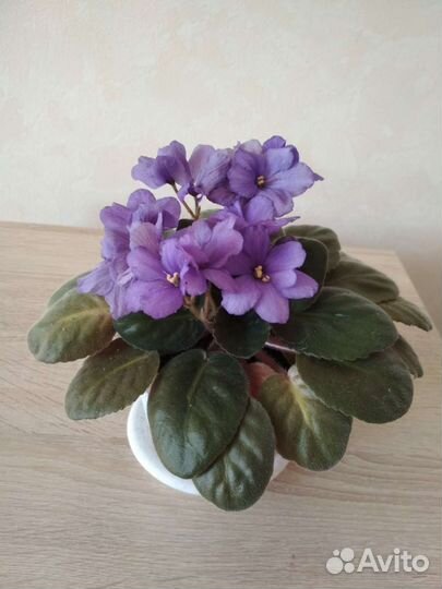 Фиалка в горшке