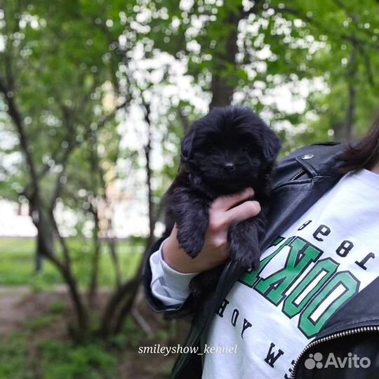 Девочка Maltipoo f1, чёрная