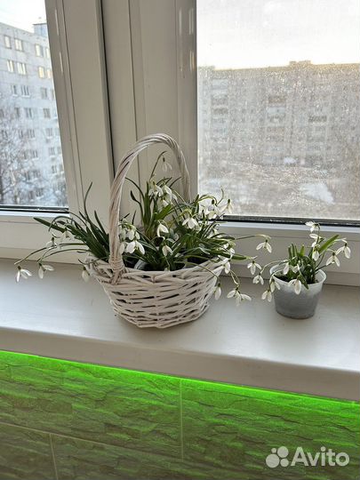 Цветы подснежники