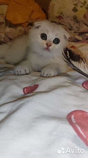 Шотландская малышня