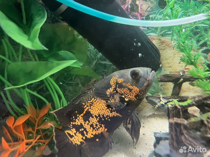 Аквариум 60 л