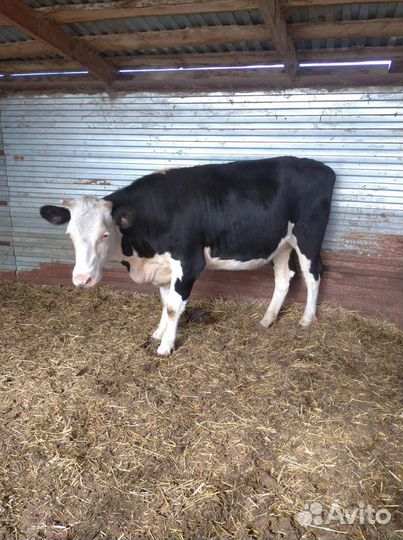 Телочка 1 год 8 месяцев