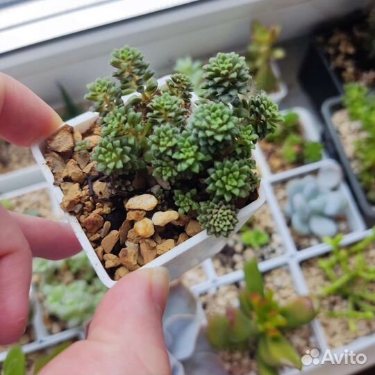 Черенки и детки суккулентов