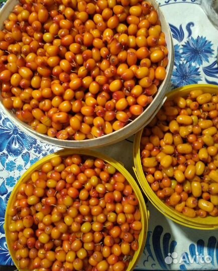 Облепиха ягоды