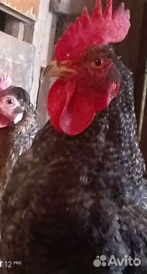 Петухи породы доминант