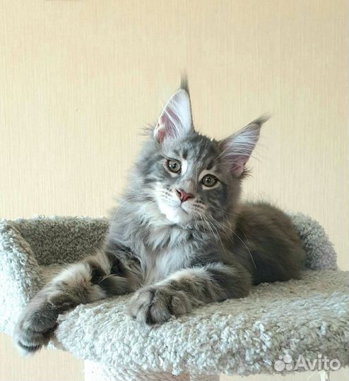 Котята мейн-кун