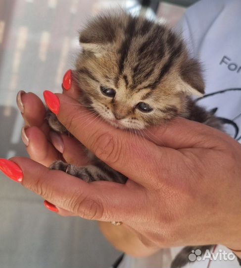 Шотландская