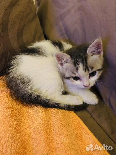 Котята в добрые руки от шотландской кошки