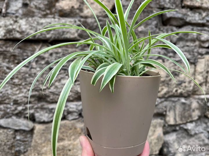 Хлорофитум