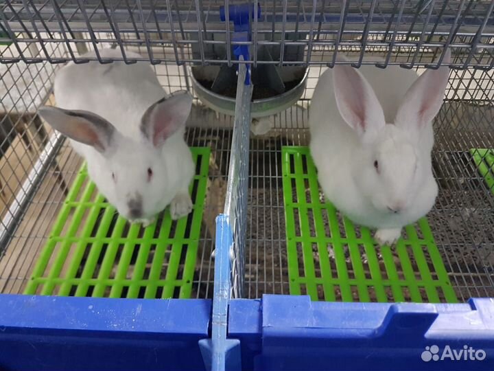 Кроликоферма