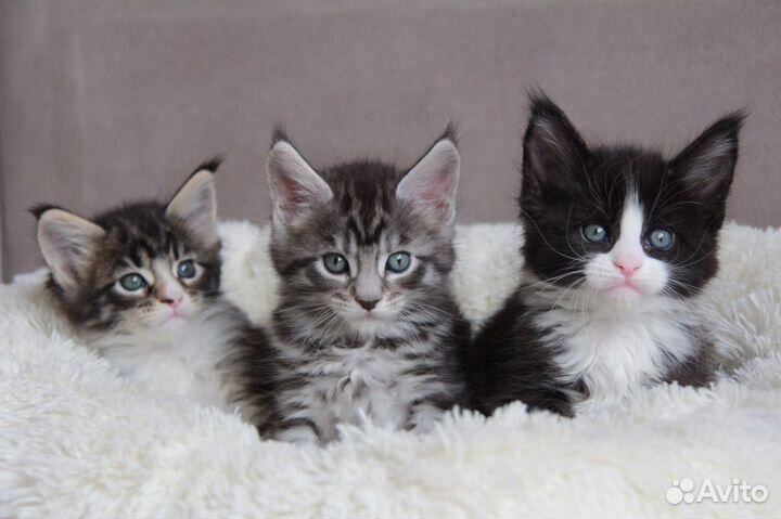 Детки -конфети котята мейн кун из питомника