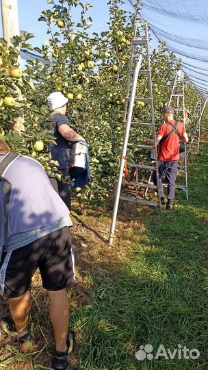 Рабочие на сбор яблок вахта липецк