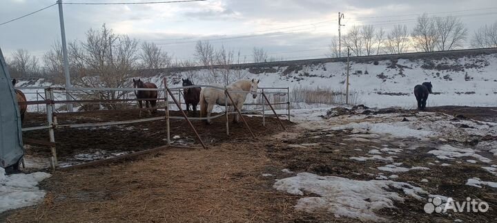 Удобрения навоз конский в мешках