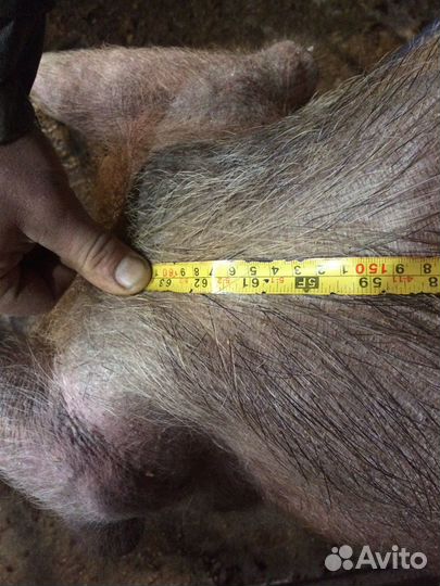 Хряк кантор (Дюрок+ Пьетрен)