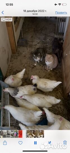 Куры несушки