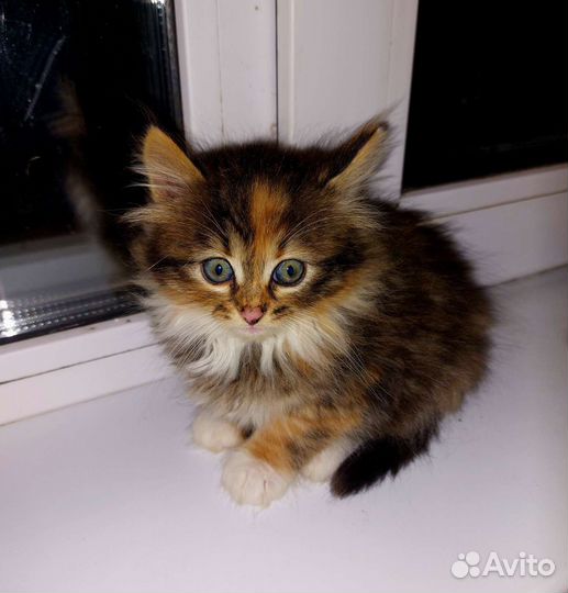 Кошки в добрые руки