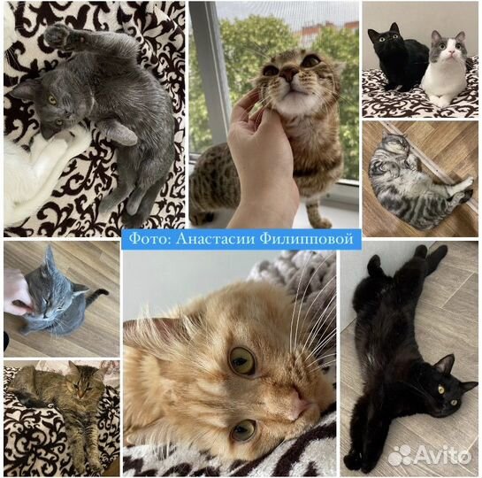 Домашняя передержка котов/кошек