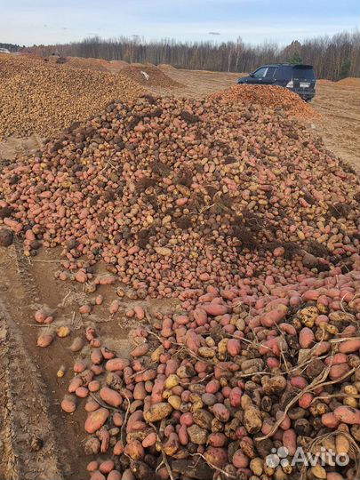 Картофель,морковь