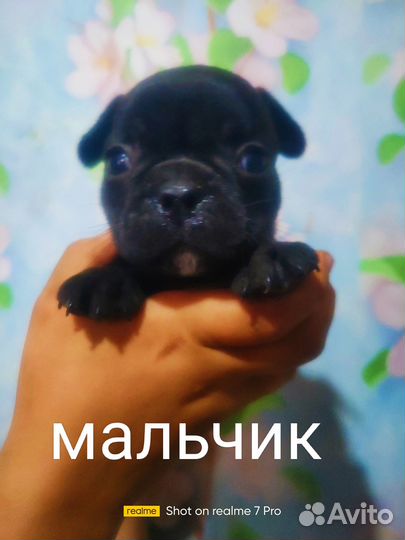 Французики бутузики