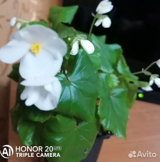 Бегония Глуар ДЕ Лоррен розовый и белый,бальзамины