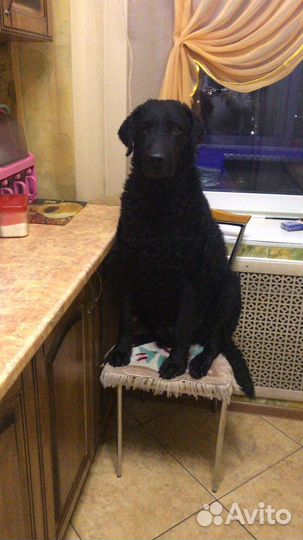 Ретривер курчавошерстный