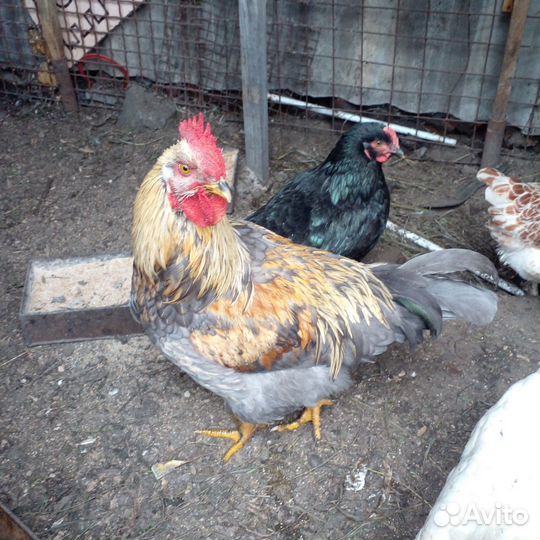 Молодые петухи