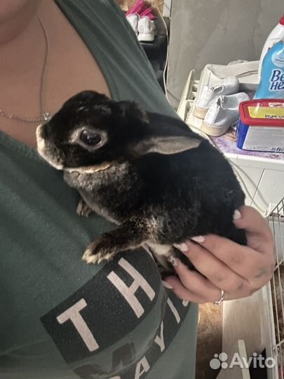 Кролик карликовый рекс