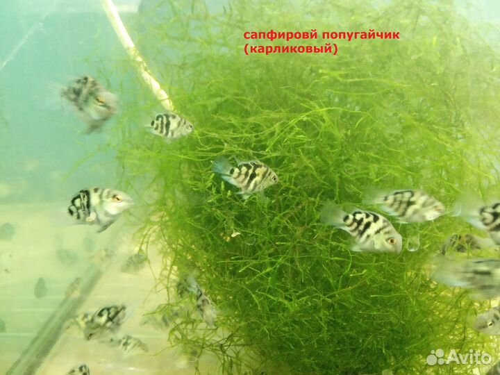 Рыбки аквариумные