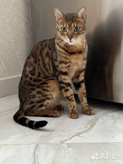 Бенгальский кот