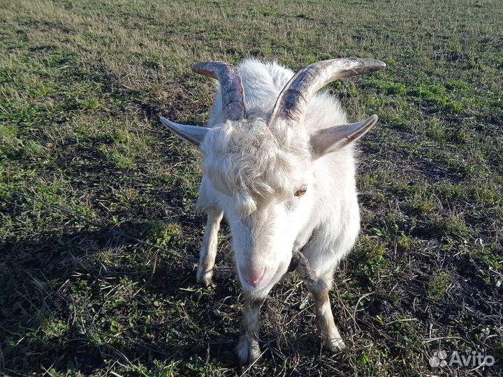 Продам коз(козлов)