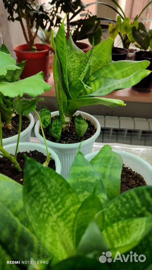 Сансевиерия ханни