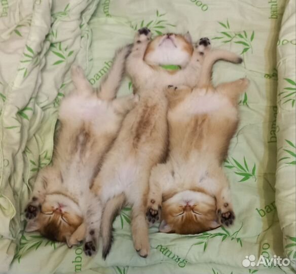 Кошка британская шиншилла