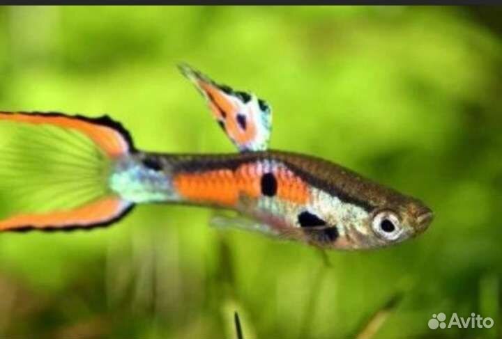Аквариумные рыбки гуппи