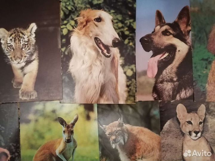 Открытки СССР, животные, фотографии