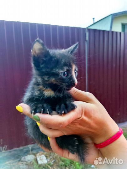Котята ищут дом