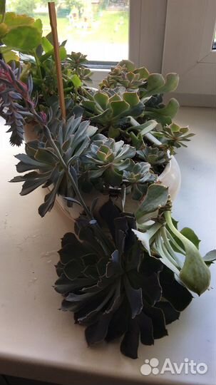 Цветы суккуленты